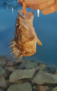 ガシラの釣果