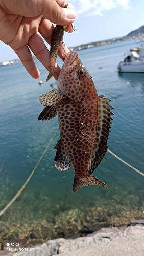 オオモンハタの釣果