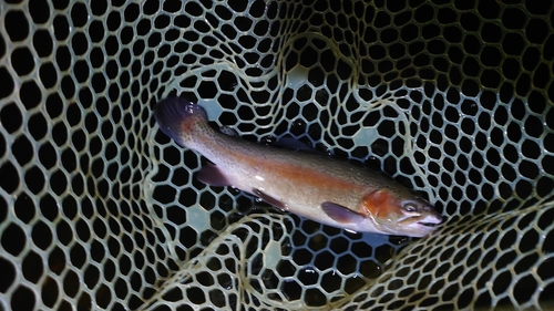 ニジマスの釣果