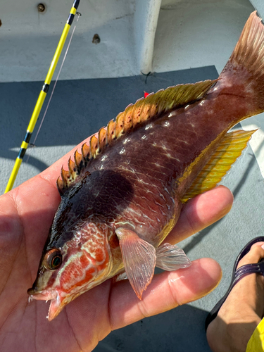 ベラの釣果