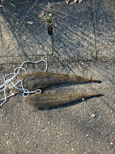 マゴチの釣果