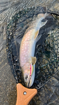 アメマスの釣果