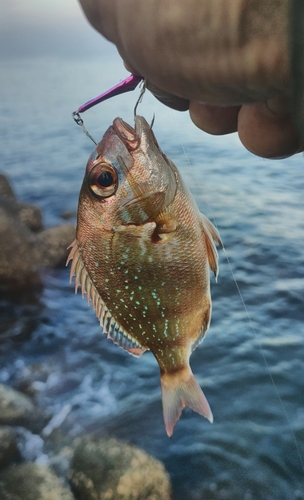 チャリコの釣果