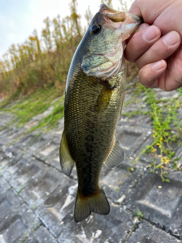 ラージマウスバスの釣果