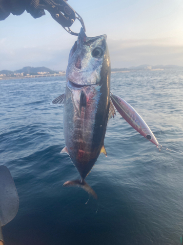 キハダマグロの釣果