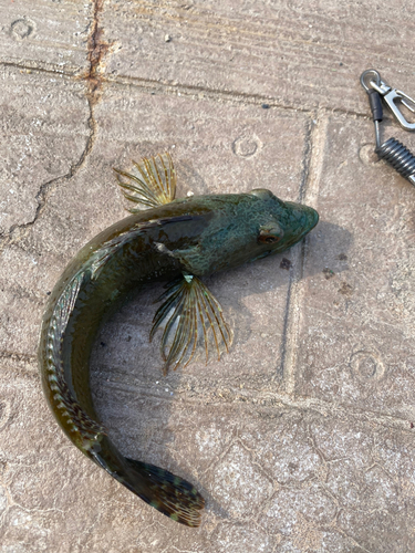 アナハゼの釣果