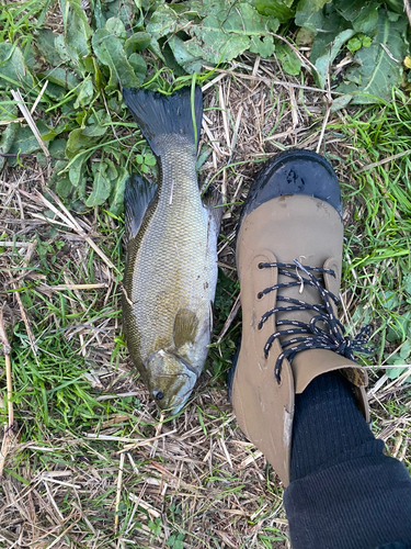 スモールマウスバスの釣果