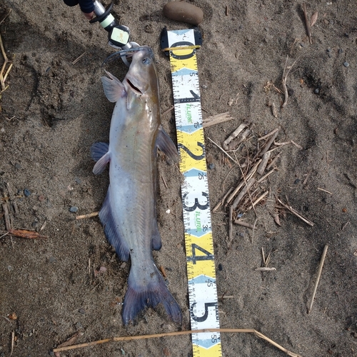 アメリカナマズの釣果