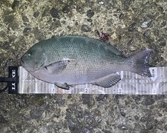 クチブトグレの釣果