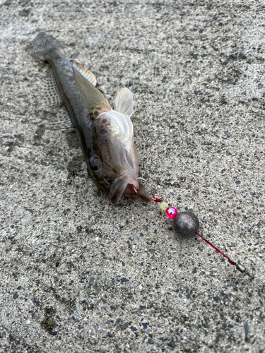 ハゼの釣果