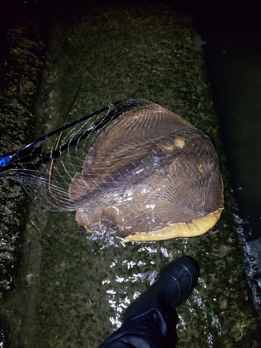 アカエイの釣果