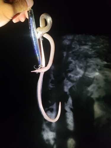 ダイナンウミヘビの釣果