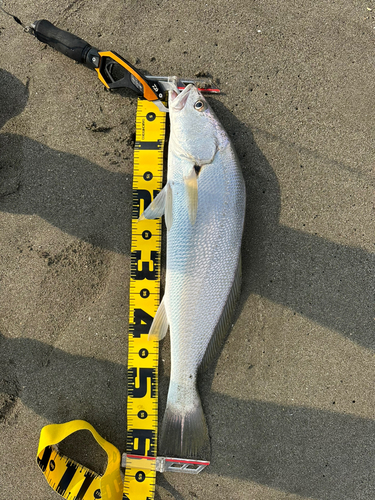 ニベの釣果