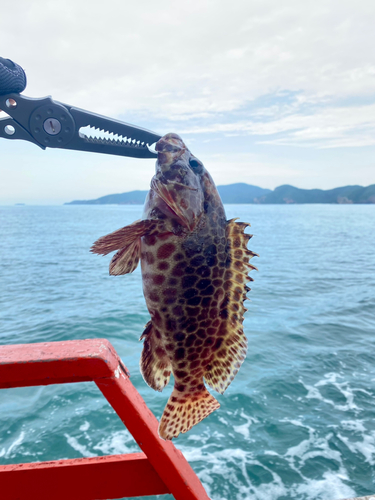 カンモンハタの釣果