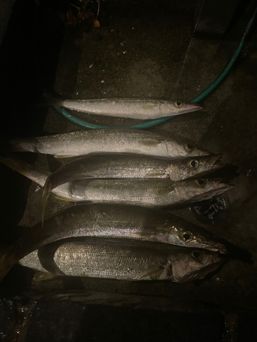 カマスの釣果