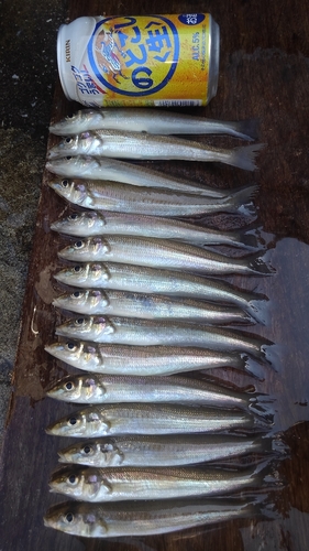 キスの釣果