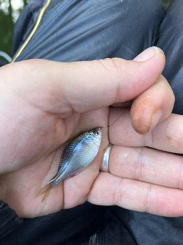 タイリクバラタナゴの釣果