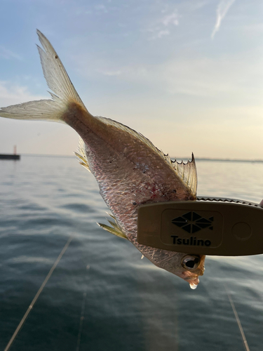 クロサギの釣果