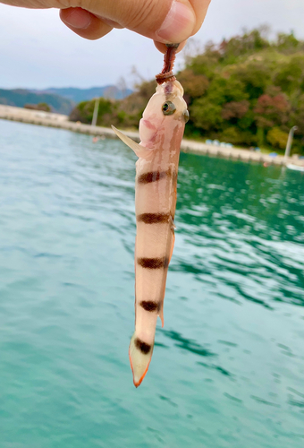 リュウグウハゼの釣果