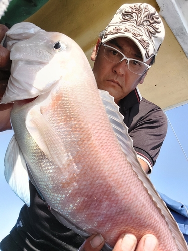 シロアマダイの釣果