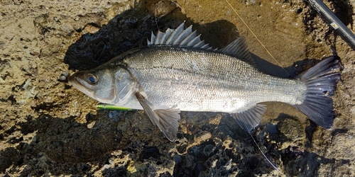 ヒラスズキの釣果