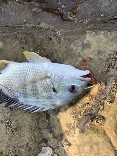 キビレの釣果