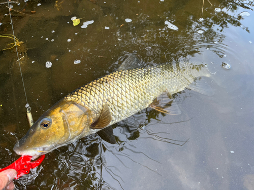 ニゴイの釣果