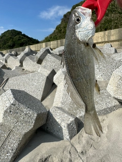 イシモチの釣果