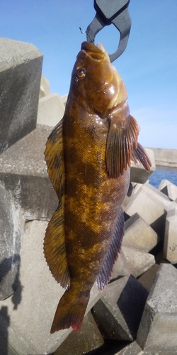 アイナメの釣果