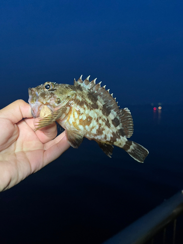 カサゴの釣果