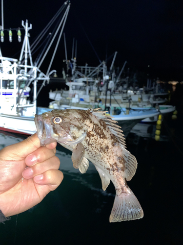 クロソイの釣果