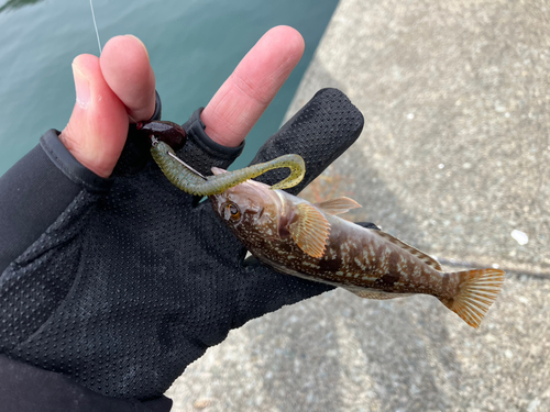 アイナメの釣果