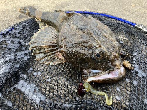 カジカの釣果