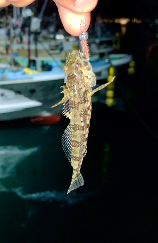 アナハゼの釣果