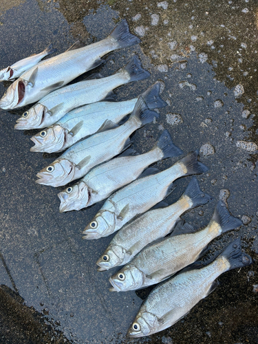 セイゴ（ヒラスズキ）の釣果