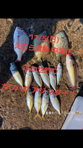 カワハギの釣果