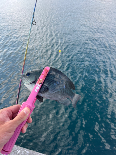 メジナの釣果