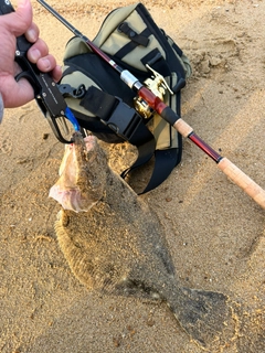 ヒラメの釣果