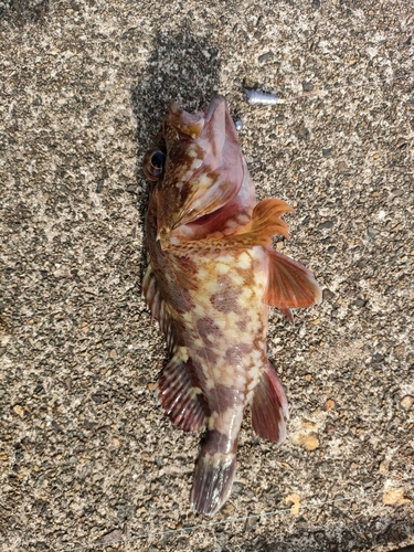 カサゴの釣果