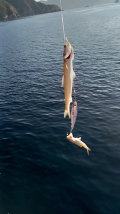 エソの釣果