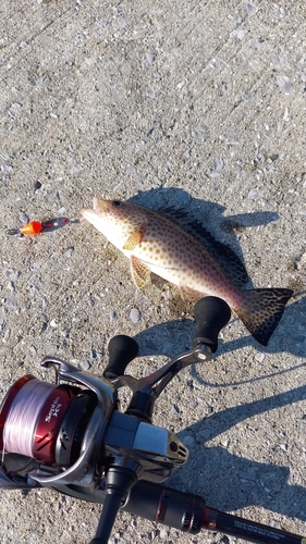 オオモンハタの釣果