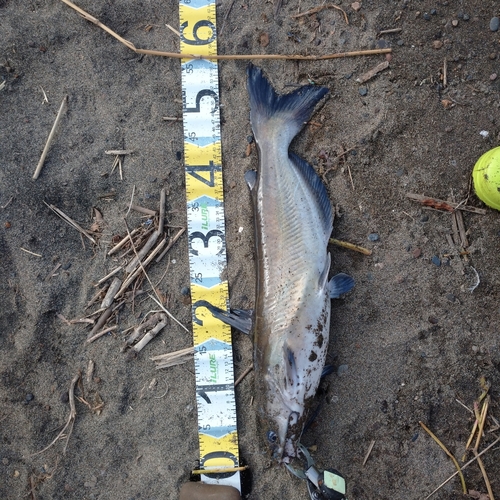 アメリカナマズの釣果