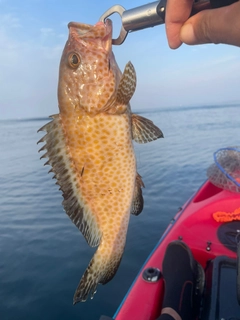 オオモンハタの釣果