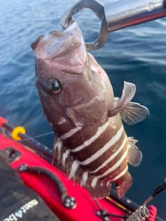 マハタの釣果