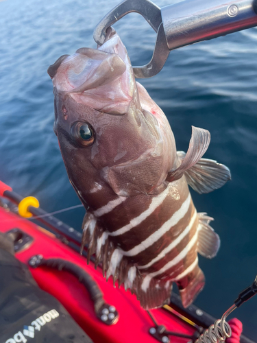 マハタの釣果