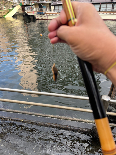 チチブの釣果