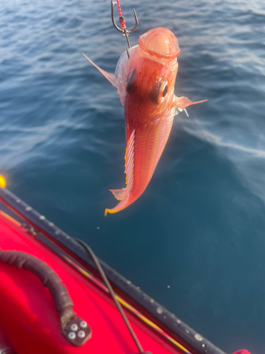 イトヨリダイの釣果