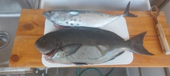 オナガグレの釣果