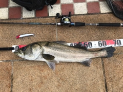 シーバスの釣果
