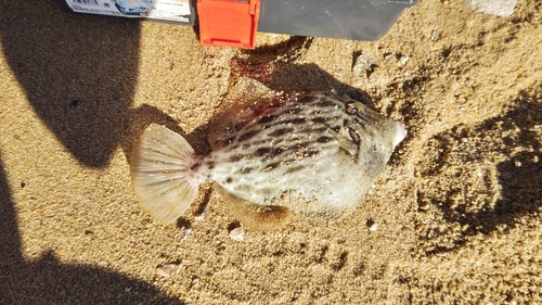 キスの釣果